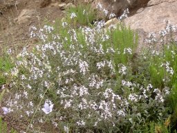 Jamesbrittenia kraussiana